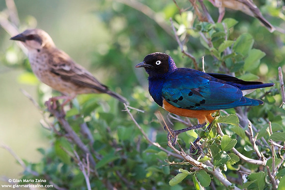 Lamprotornis superbus / Storno superbo / Superb starling / Choucador superbe