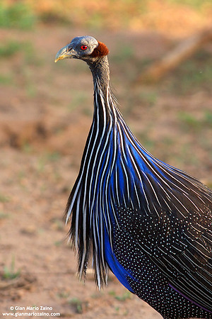 Acryllium vulturinum / Faraona volturina / Vulturine guineafowl / Pintade vulturine