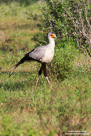 Sagittarius serpentarius / Serpentario / Secretarybird / Messager serpentaire