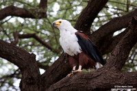 Haliaeetus vocifer / Aquila pescatrice africana / Fish eagle / Pygargue vocifer