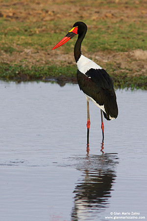 Ephippiorhynchus senegalensis / Mitteria del Senegal / Saddlebill / Jabiru de Sénégal