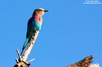 Coracias caudata / Ghiandaia marina caudata / Lilac-throated roller / Rollier à longs brins