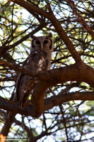 Bubo lacteus / Gufo latteo / Giant eagle-owl / Grand-duc de verreaux
