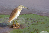 Ardeola ralloides / Sgarza ciuffetto / Squacco heron / Héron crabier