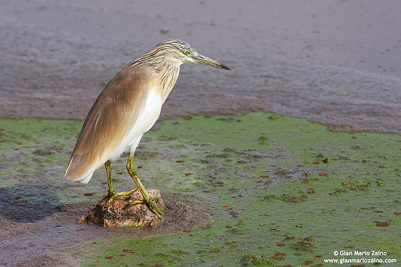 Ardeola ralloides / Sgarza ciuffetto / Squacco heron / Héron crabier