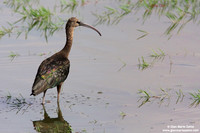 Plegadis falcinellus / Mignattaio / Glossy ibis / Ibis falcinelle