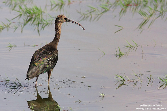 Plegadis falcinellus / Mignattaio / Glossy ibis / Ibis falcinelle