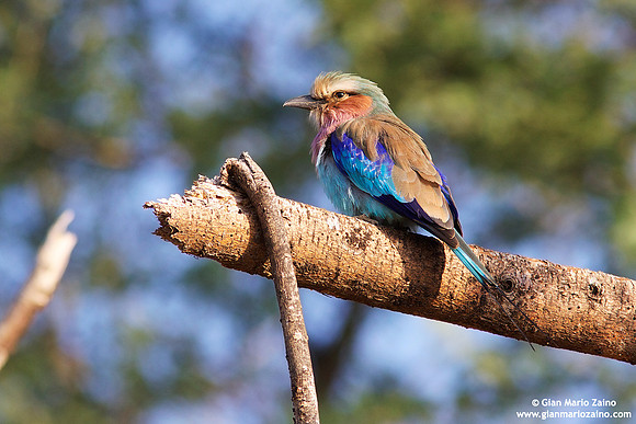 Coracias caudata / Ghiandaia marina caudata / Lilac-throated roller / Rollier à longs brins