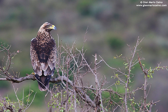 Aquila nipalensis / Aquila delle steppe / Steppe eagle / Aigle des steppes
