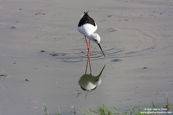 Himantopus himantopus / Cavaliere d'Italia / Black-winged stilt / Échasse blanche