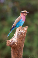 Coracias caudata / Ghiandaia marina caudata / Lilac-throated roller / Rollier à longs brins