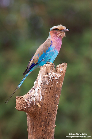 Coracias caudata / Ghiandaia marina caudata / Lilac-throated roller / Rollier à longs brins
