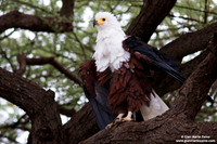 Haliaeetus vocifer / Aquila pescatrice africana / Fish eagle / Pygargue vocifer