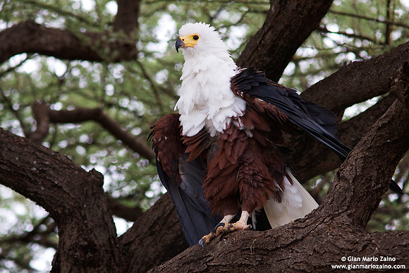 Haliaeetus vocifer / Aquila pescatrice africana / Fish eagle / Pygargue vocifer