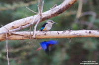 Halcyon leucocephala / Martin pescatore testa grigia / Chestnut-bellied kingfisher / Martin-chasseur à tête grise