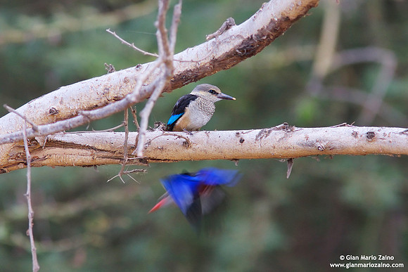 Halcyon leucocephala / Martin pescatore testa grigia / Chestnut-bellied kingfisher / Martin-chasseur à tête grise