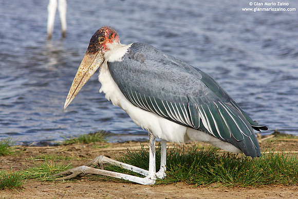 Leptoptilos crumeniferus / Marabù / Marabou stork / Marabout d'Afrique