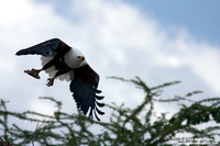 Haliaeetus vocifer / Aquila pescatrice africana / Fish eagle / Pygargue vocifer
