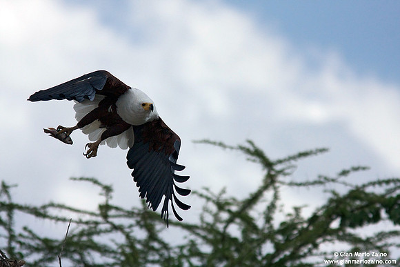 Haliaeetus vocifer / Aquila pescatrice africana / Fish eagle / Pygargue vocifer