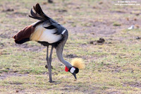 Balearica regulorum / Gru coronata grigia / Grey crowned crane / Grue royale