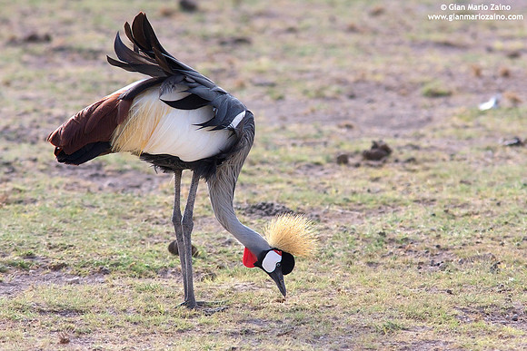 Balearica regulorum / Gru coronata grigia / Grey crowned crane / Grue royale
