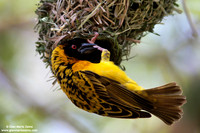 Ploceus velatus / Tessitore mascherato africano / African masked weaver / Tisserin à tête rousse
