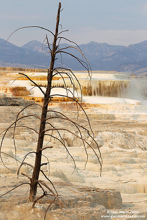 USA - Wyoming, Yellowstone NP (15/08/2013)