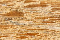 USA - Wyoming, Yellowstone NP (15/08/2013)