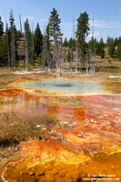 USA - Wyoming, Yellowstone NP (17/08/2013)