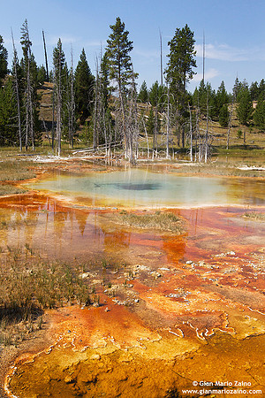 USA - Wyoming, Yellowstone NP (17/08/2013)