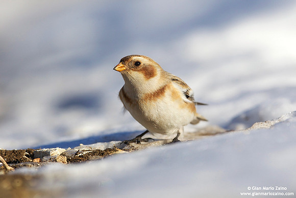 Plectrophenax nivalis / Zigolo delle nevi / Snow bunting / Plectrophane des neiges
