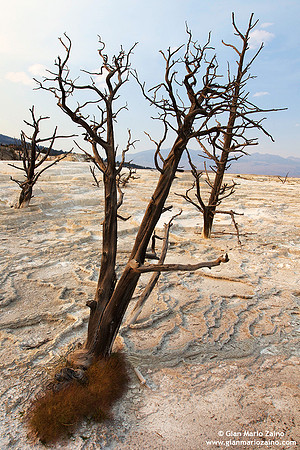 USA - Wyoming, Yellowstone NP (15/08/2013)