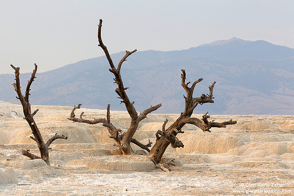 USA - Wyoming, Yellowstone NP (15/08/2013)