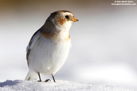 Plectrophenax nivalis / Zigolo delle nevi / Snow bunting / Plectrophane des neiges
