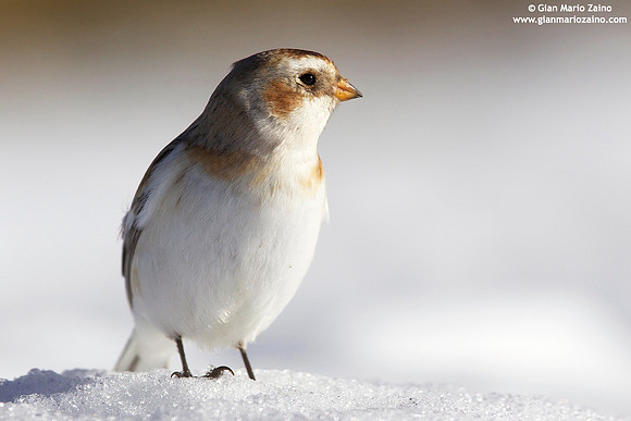Plectrophenax nivalis / Zigolo delle nevi / Snow bunting / Plectrophane des neiges