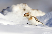 Plectrophenax nivalis / Zigolo delle nevi / Snow bunting / Plectrophane des neiges