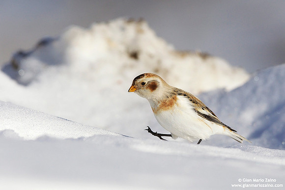 Plectrophenax nivalis / Zigolo delle nevi / Snow bunting / Plectrophane des neiges