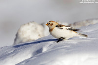 Plectrophenax nivalis / Zigolo delle nevi / Snow bunting / Plectrophane des neiges