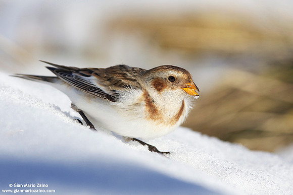 Plectrophenax nivalis / Zigolo delle nevi / Snow bunting / Plectrophane des neiges