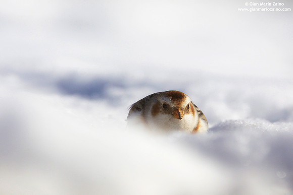 Plectrophenax nivalis / Zigolo delle nevi / Snow bunting / Plectrophane des neiges