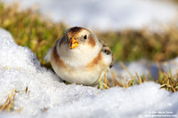 Plectrophenax nivalis / Zigolo delle nevi / Snow bunting / Plectrophane des neiges