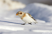 Plectrophenax nivalis / Zigolo delle nevi / Snow bunting / Plectrophane des neiges