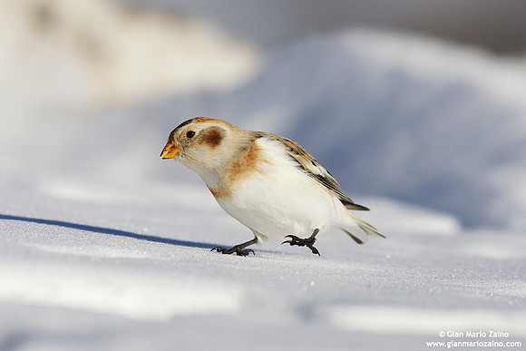 Plectrophenax nivalis / Zigolo delle nevi / Snow bunting / Plectrophane des neiges