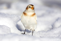 Plectrophenax nivalis / Zigolo delle nevi / Snow bunting / Plectrophane des neiges