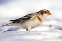 Plectrophenax nivalis / Zigolo delle nevi / Snow bunting / Plectrophane des neiges