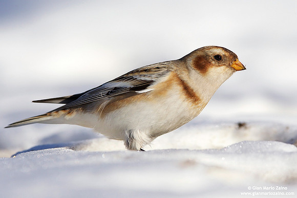 Plectrophenax nivalis / Zigolo delle nevi / Snow bunting / Plectrophane des neiges