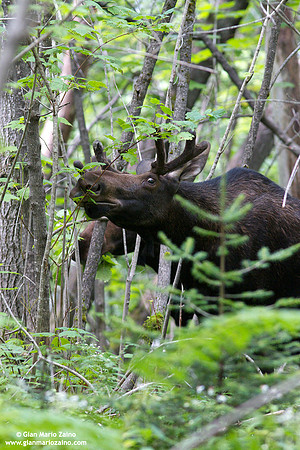 Alces alces / Alce / Moose / Orignal