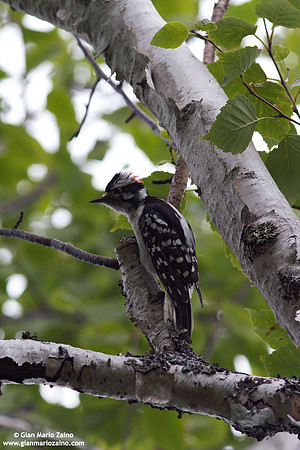 Picoides villosus / Picchio villoso / Hairy woodpecker / Pic chevelu