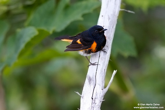 Setophaga ruticilla / Codirosso americano / American redstart / Paruline flamboyante