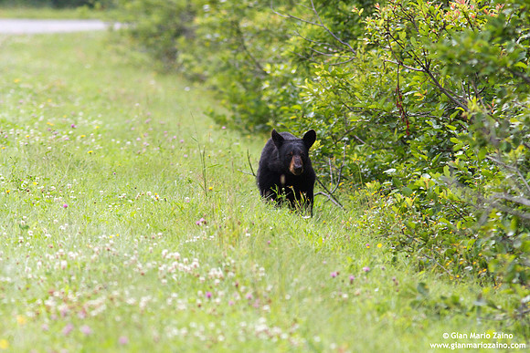 Ursus americanus / Orso nero americano / American black bear / Ours noir (baribal)